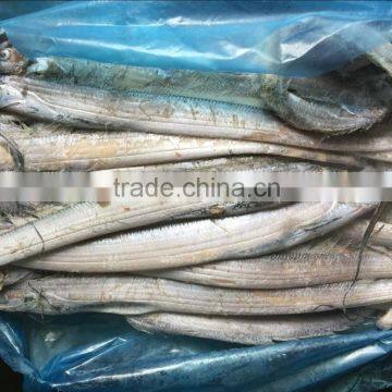 Good Quality of Frozen Ribbon Fish 120-300g photo-3