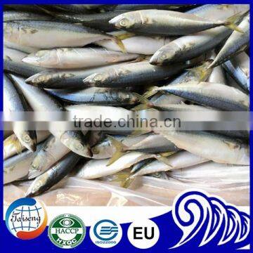 Scientific Name of Pacific Mackerel Fish for Sale photo-3