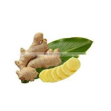 FRESH GINGER FROM VIET NAM