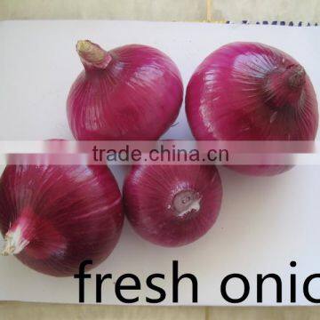 Fresh Red Onion From China photo-3