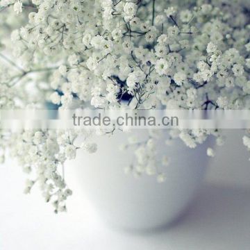 High Quality Landscape Seeds Babys breath Seeds For Sale