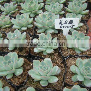 Echeveria pulidonis of succulent plants