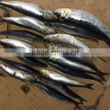 Frozen sardine sardinops sagax for bait