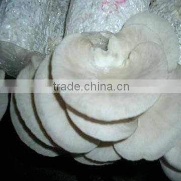 oyster mushroom