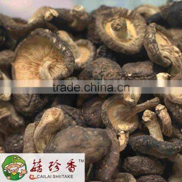 organic fresh shiitake mushroom from fujian China