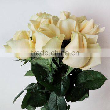 Hot Sale Fresh Cut Natural Rose Flowers From Plants Base photo-2