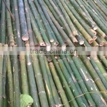 Bamboo using for agriculture