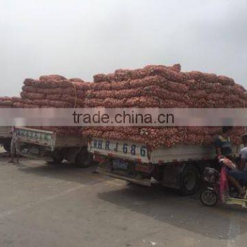 Fresh Style White Garlic From Cold Storage photo-3