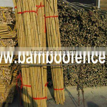 Natural bamboo pole