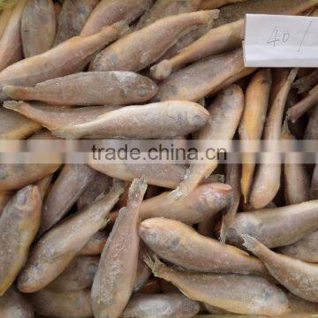 Frozen Yellow Croaker 40-100