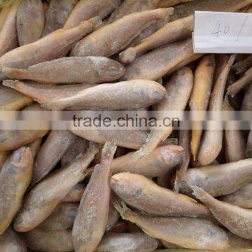 Frozen Yellow Croaker 40/60 G/pc photo-2