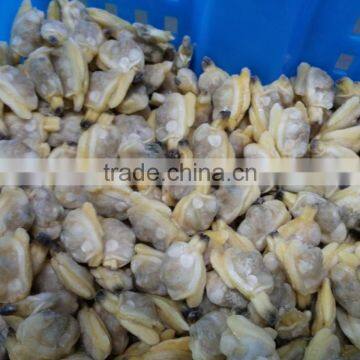 Frozen Boiled Baby Clam Meat for Seafood Mixed Bulk Packing photo-4