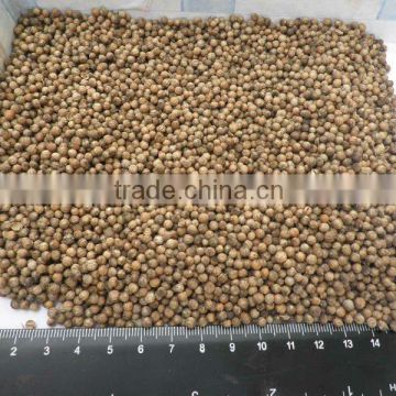 Coriander seeds