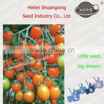 Early maturity yellow hybrid tomato seeds