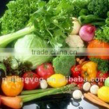 CHINESE FRESH GREEN LONG CABBAGE