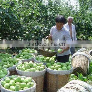 China Early su Pear Green Pear Green su Pear photo-2