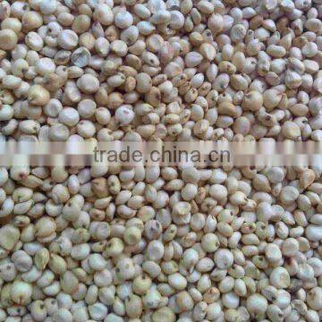 Sorghum