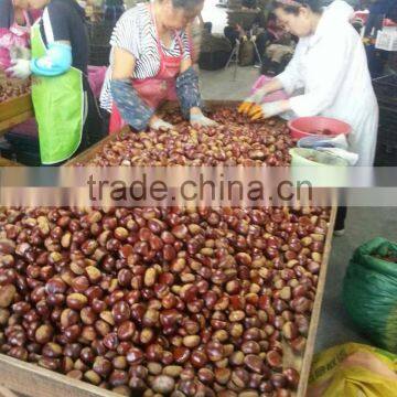 Dandong Kaili Chestnuts Jinhua Species photo-2