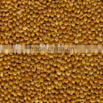 2011 NEW CROP RED BROOMCORN MILLET(712)