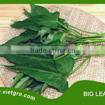 High Yield OP Kang Kong Seed - Big Leaf 01