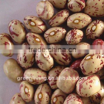 light speckled kidney beans