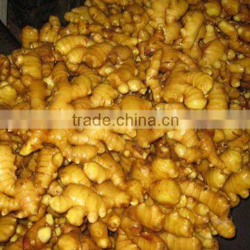 CHINESE fresh Ginger for tailand