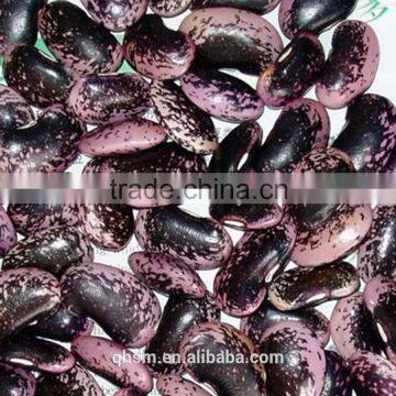 export quality products beans, big balck beans, kidney beans