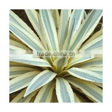 Agave angustifolia woodrowii White Agave White Variegated Agave