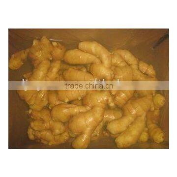 Shandong Fresh Ginger