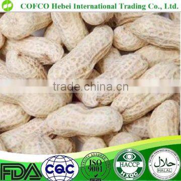 organic raw peanuts in shell