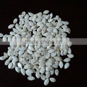 New crop Snow White Pumpkin seeds in shell size 12 cm