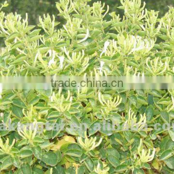 honeysuckle flower traditional chinese madecine