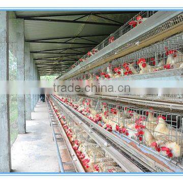 chicken eggs in bulk