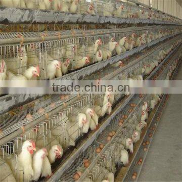 Express Used Poultry Equipment for Sale photo-3