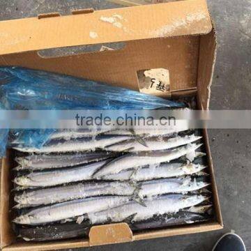 Frozen Pacific Saury Fish photo-2