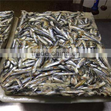 New Landing Fresh Frozen Anchovy block fish feed
