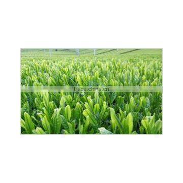 Japanese Tea Benefits Green Tea Powder Produced in Fukuoka Japan