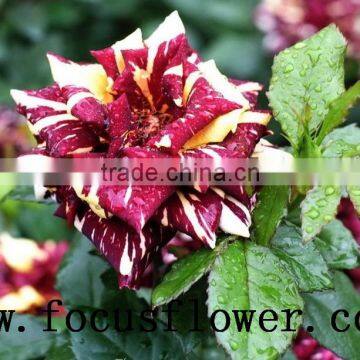 Hot Selling Black Roses Sale High Quality Fresh Cut Flower Spray Rose Meteor Shower for Banquets Factory Prize Supply photo-3