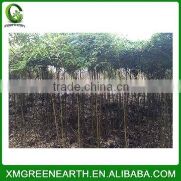 PHYLLOSTACHYS PUBESCENS diameter 1-2cm