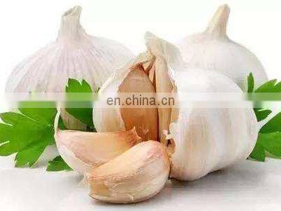Low Price Fresh Garlic for Wholesale photo-4