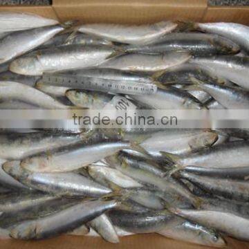 Frozen fishing nets sardines exports 100 -120 pcs