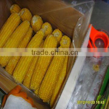 Steamed/Blanched IQF Frozen Sweet corn