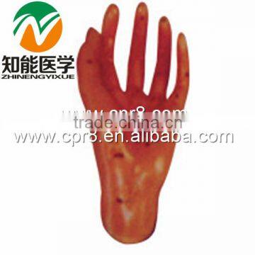 BIX-Y1014 life-size massage acupuncture points hand model