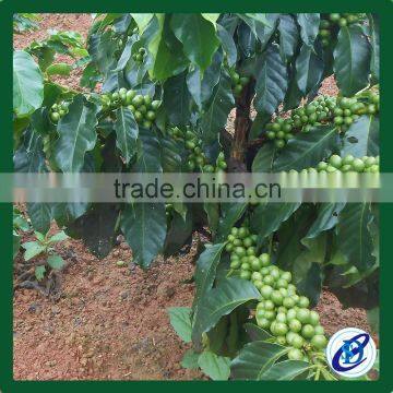 Bulk Raw Coffee Beans, 100% Laos Arabica Coffee Beans photo-2