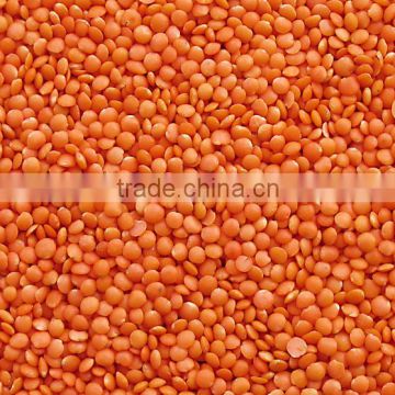 Fresh Indian Red Lentil