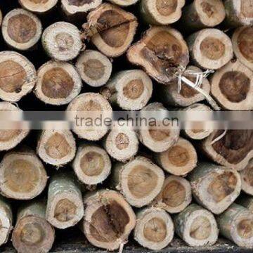 Best Quality Acacia Wood Log Origin From Vietnam