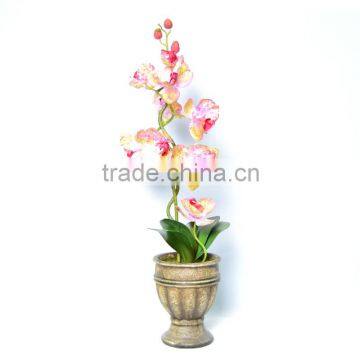 Realistic Ornamental Pink Forever Orchid Plant