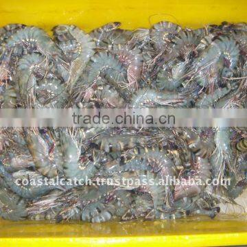 FROZEN BLACK TIGER SHRIMPS