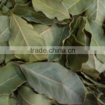 New season Bay Leaurel Leaf , Turkish Origin Bay Leaf , Bay Leaf Turkey