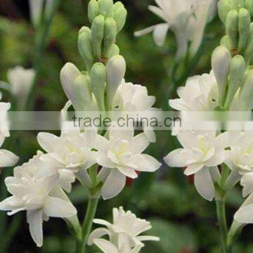 Tube Rose Bulb Plants photo-2